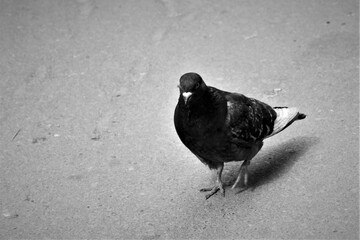 black and white bird