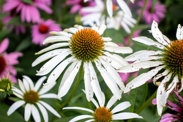 pink and white flowers