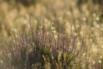 Ericaceae Heidekraut Blüte im August