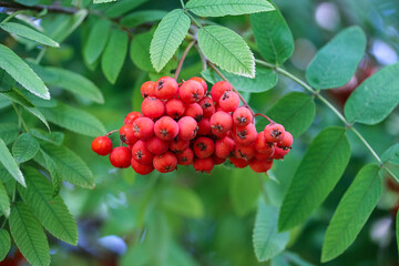 red berry, a handful of mountain ash on a branch