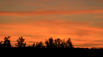 Fototapeta na wymiar colorful sunset skies and black tree silhouettes, summer