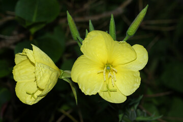 A flowering yellow Evening Primrose, Oenothera biennis, plant growing in a meadow in the UK.