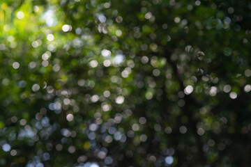 Bokeh with green background