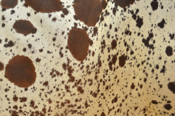 cow skin texture background, cow leather with fur background