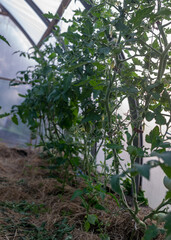 tomato seedlings and flowers in a greenhouse, blurred background, summer garden