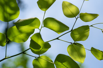 green leaves against blue sky