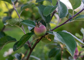 photo with green apples in a tree branch in a summer garden