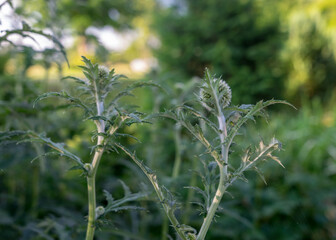 decorative green thistle flower, blurred background, summer