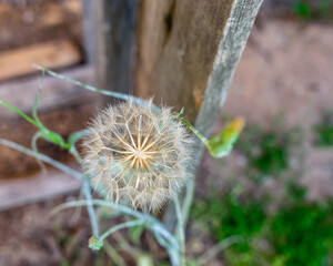 bloomed dandelion seeds, ornamental plant, summer