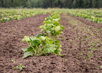 landscape with green pumpkin seedlings in the field, summer