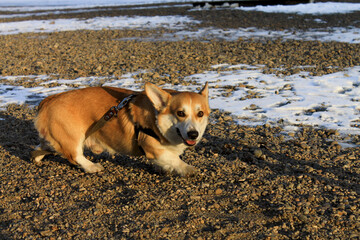 dog on the beach