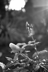 Closed white rose in a garden with sun shining on it
