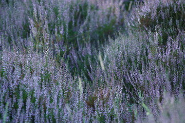 Heide Blüte im August