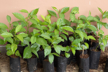 Seedlings in a black nursery bag