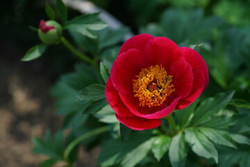 Light Red Flower of Peony in Full Bloom
