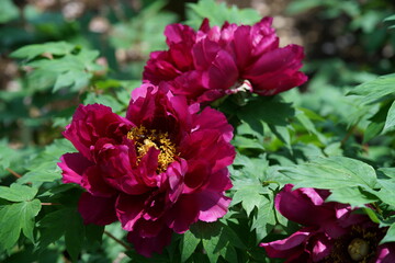 Purple Flower of Peony in Full Bloom
