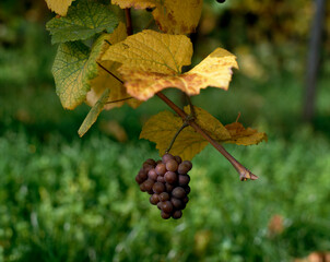 red grapes on vine