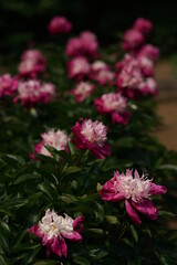 Obraz premium Double-petal, Light Pink Flower of Peony in Full Bloom