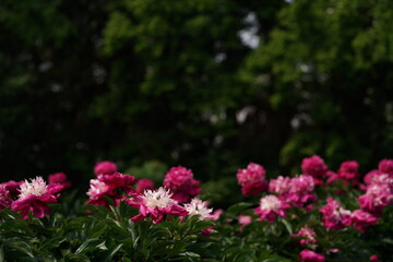 Double-petal, Light Pink Flower of Peony in Full Bloom

