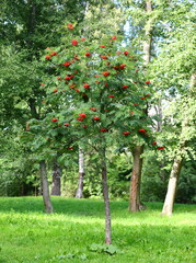 A small Rowan tree with clusters of red berries in the Park