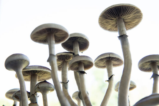 Psilocybin cubensis mushroom. Medical research of psilocybin . Growing Albino A strain. Magic shroom. Fresh Psilocybin shroom.