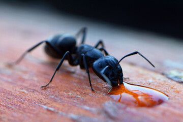 black ant drinks water portrait macro