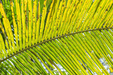 palm leaf close up