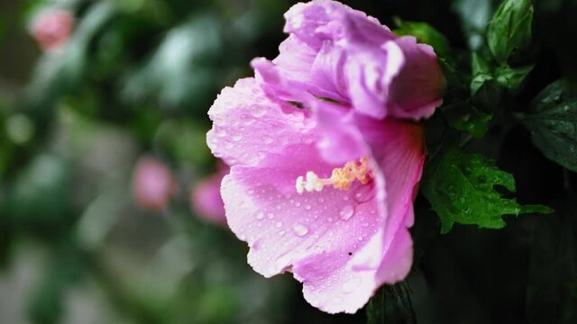 An orchid pink colour Rose of Sharon flower blooms - Hibiscus syriacus 'Woodbridge' -  after rain at morning in a Country Cottage Garden / Surrey, England, UK. 4k video