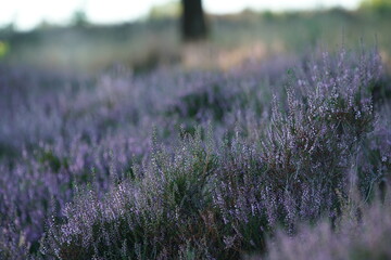 Heide Bl&uuml;te im August