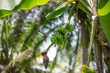 Bananas on tree