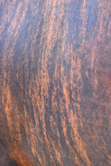 cow skin texture background, cow leather with fur background