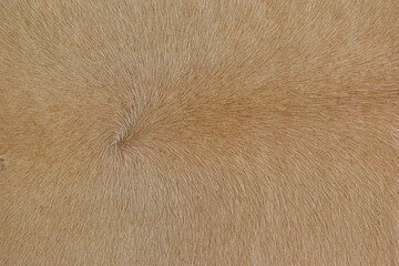 cow skin texture background, cow leather with fur background