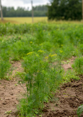 landscape with green plants and green leaves on a background of cultivated land, summer