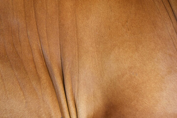Naklejka premium cow skin texture background, cow leather with fur background