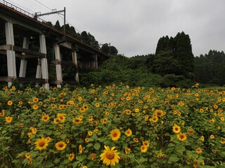 夏のひまわり畑を空撮したものです