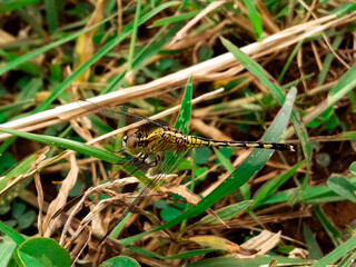 dragonfly in grass