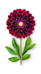 Offbeat dahlia flower. Composition of burgundy dahlia with peony leaves. Art object on a white background.