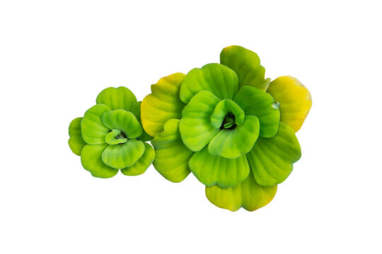 Water lettuce or Pistia stratiotes Linnaeus isolated on white background