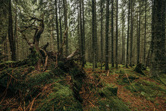 A tree in a forest © Дмитро Григорчак