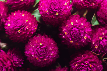 close up of a bunch of pink flowers