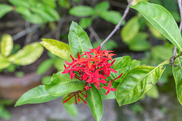 Red needle flower