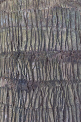 palm tree skin