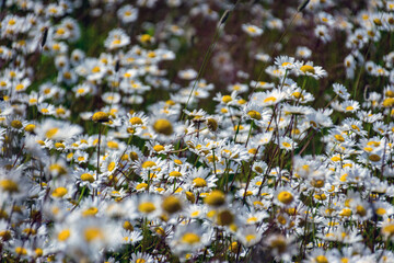 white daisy flower background, background wallpaper, field with daisies, summer