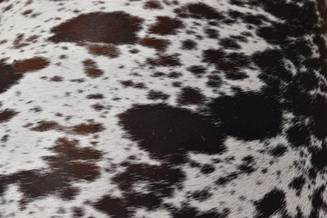 cow skin texture background, cow leather with fur background