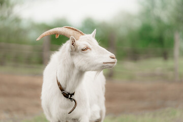 white goat close up portrait at a farm