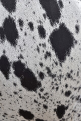 cow skin texture background, cow leather with fur background
