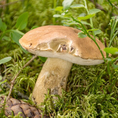 mushroom on a forest background, harvest time, mushroom collection, forest