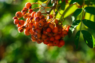 Red berries, rowan tree.