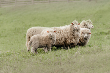 group of sheep standing outdoors on grass at a farm