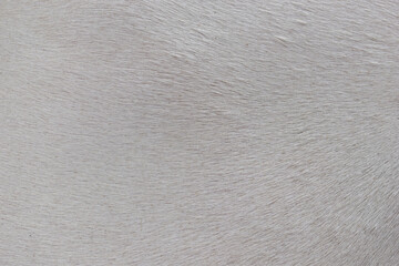 cow skin texture background, cow leather with fur background